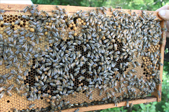 Fundraiser by Gaylene Joy Carson : Apitherapy, Honey Bees, Beekeeping