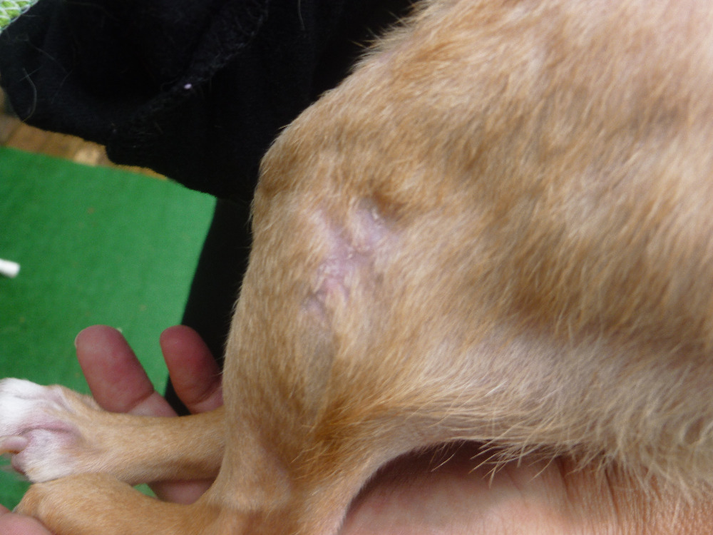 Fundraiser by Carrie Dothage My Service Dog's Surgery Fund